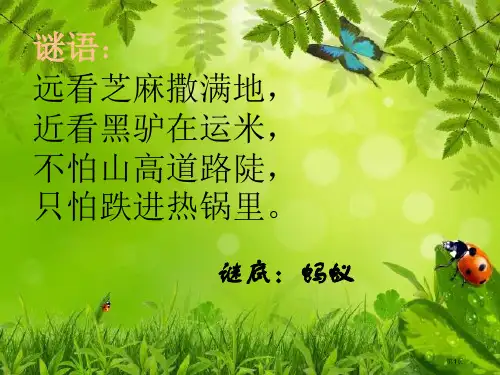 教科版小学科学《蚂蚁》市公开课一等奖省赛课获奖课件