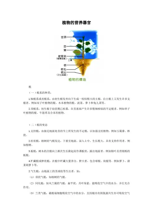 植物的营养器官