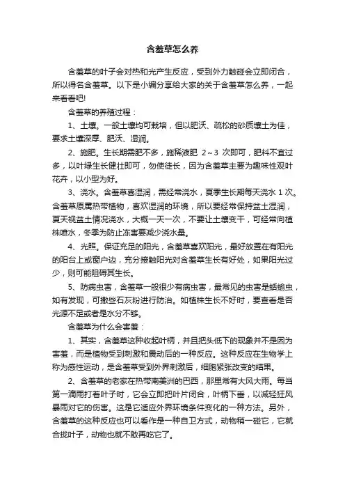 含羞草怎么养