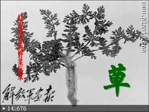《草》参考课件2