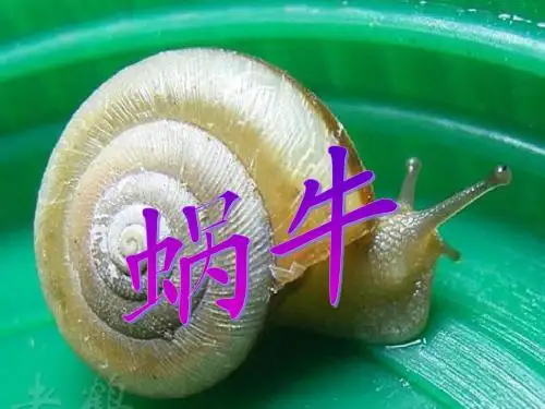 三年级科学上册__2.2_蜗牛课件_教科版
