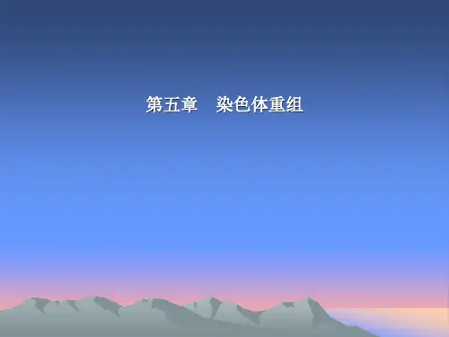 第5章 染色体重组