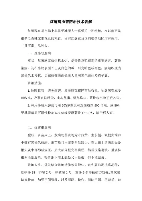 红薯病虫害防治技术讲解