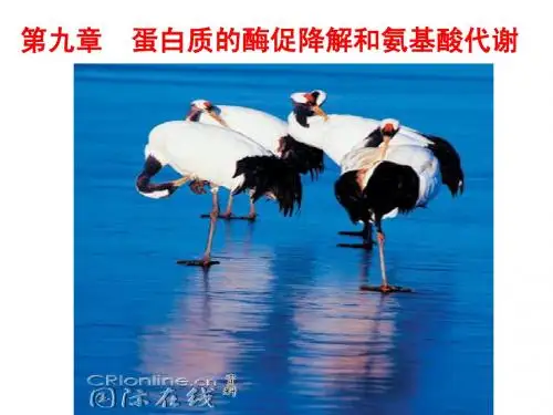 9-1蛋白质的酶促降解和氨基酸代谢