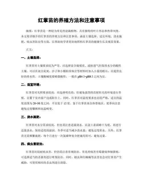 红掌苗的养殖方法和注意事项