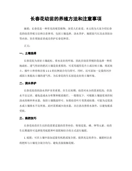 长春花幼苗的养殖方法和注意事项