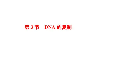 高中生物人教(2019)必修2课件第3章第3节 DNA的复制