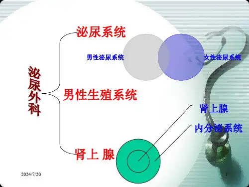 泌尿生殖系统的解剖与生理
