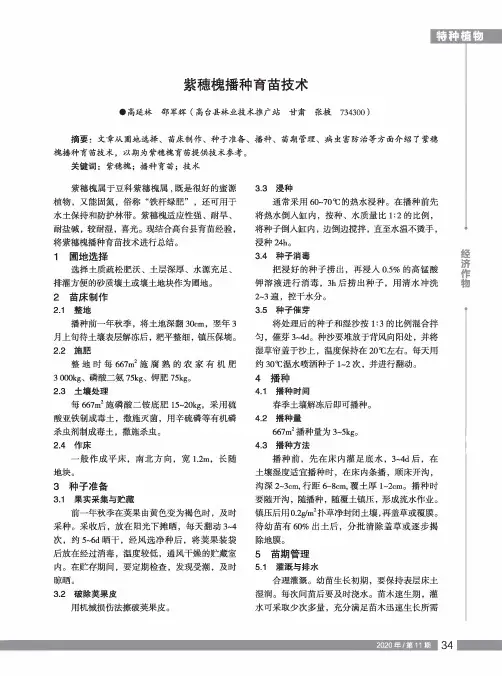 紫穗槐播种育苗技术