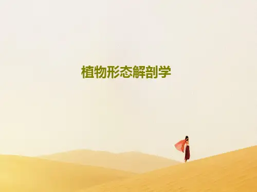 植物形态解剖学PPT文档共83页