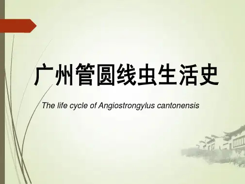 广州管圆线虫生活史