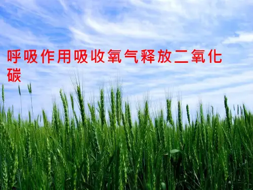 初中生物《呼吸作用消耗氧气释放二氧化碳》教学课件设计