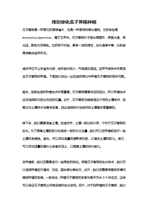 潍坊绿化瓜子黄杨种植