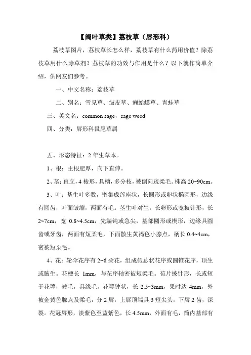 【阔叶草类】荔枝草(唇形科)