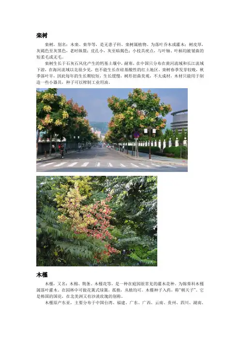 常见乔木