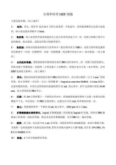 分离和培养MEF细胞