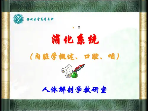 【课件】人体解剖消化系统内脏学概述、口腔、咽ppt