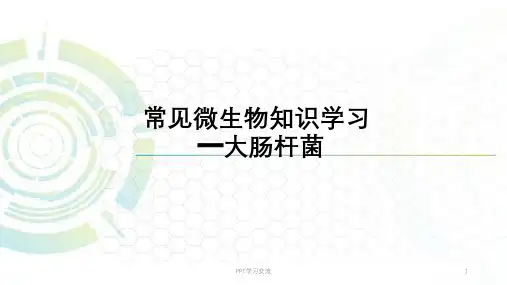 大肠杆菌课件