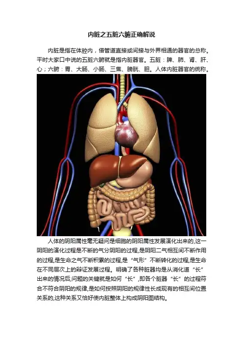内脏之五脏六腑正确解说