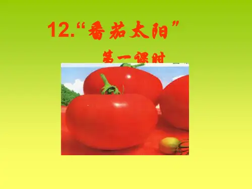 12《番茄太阳》ppt课件