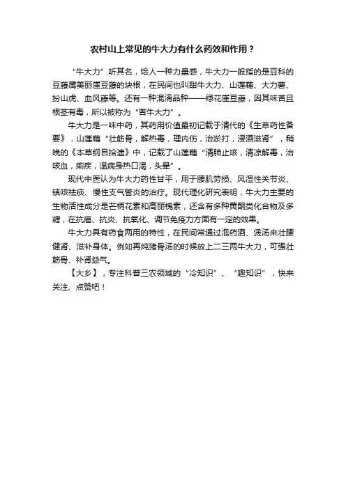 农村山上常见的牛大力有什么药效和作用？