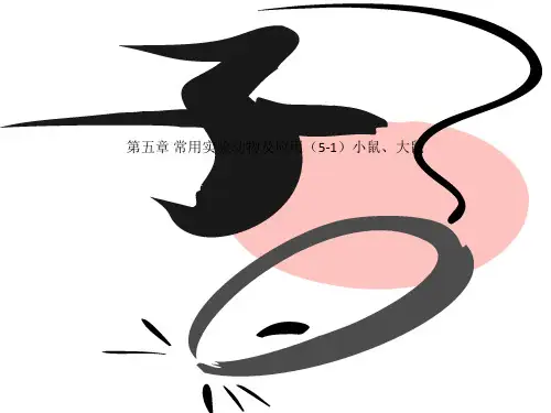 第五章 常用实验动物及应用(5-1)小鼠、大鼠