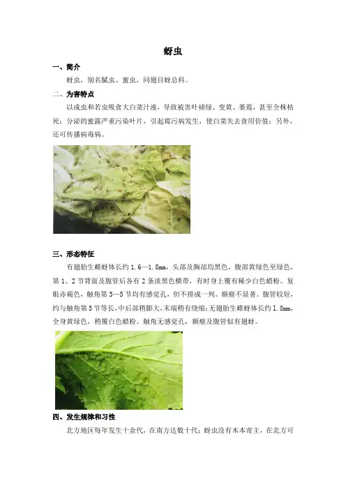 白菜病虫害——白菜蚜虫