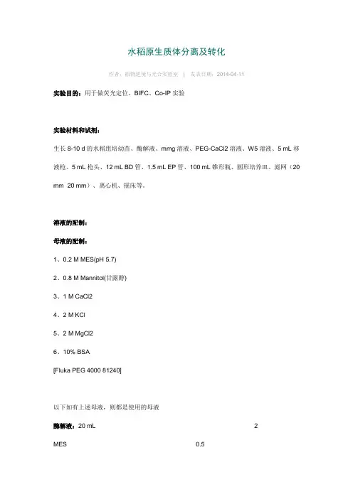 水稻原生质体分离及转化