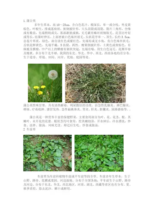 野外生存 食用植物