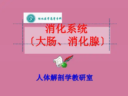 人体解剖消化系统大肠、消化腺ppt课件