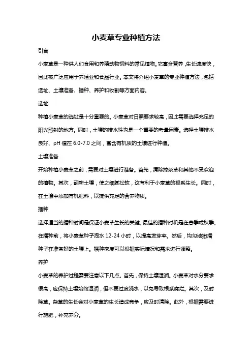 小麦草专业种植方法