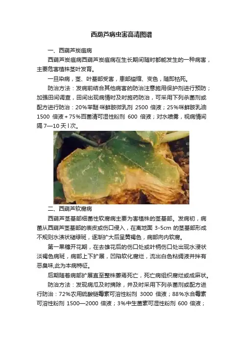 西葫芦病虫害高清图谱