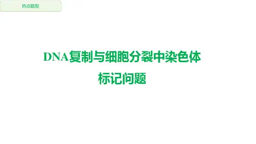 DNA复制与细胞分裂中染色体标记问题