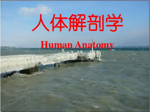 人体解剖学课件-内分泌器官