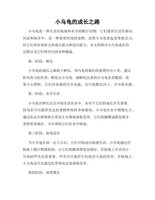 小乌龟的成长之路