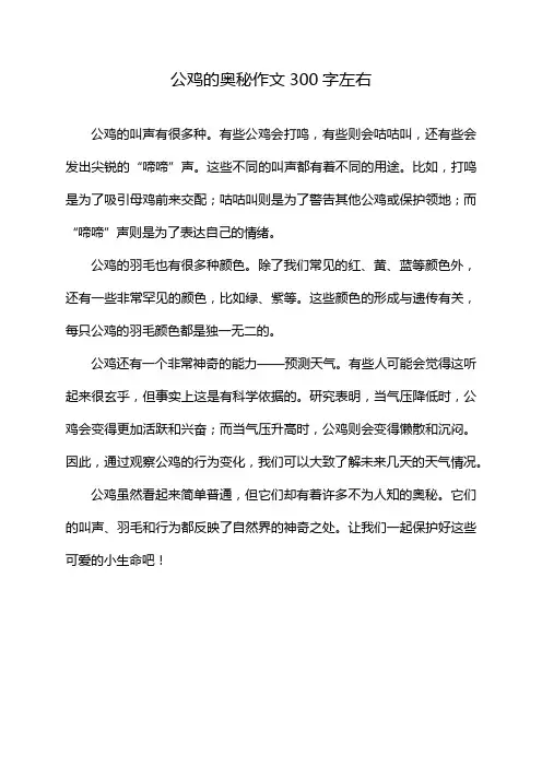 公鸡的奥秘作文300字左右