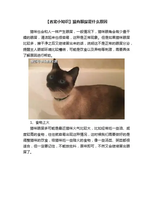 【养宠小知识】猫有眼屎是什么原因
