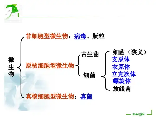 第17 18 20章支原体、衣原体、立克次体