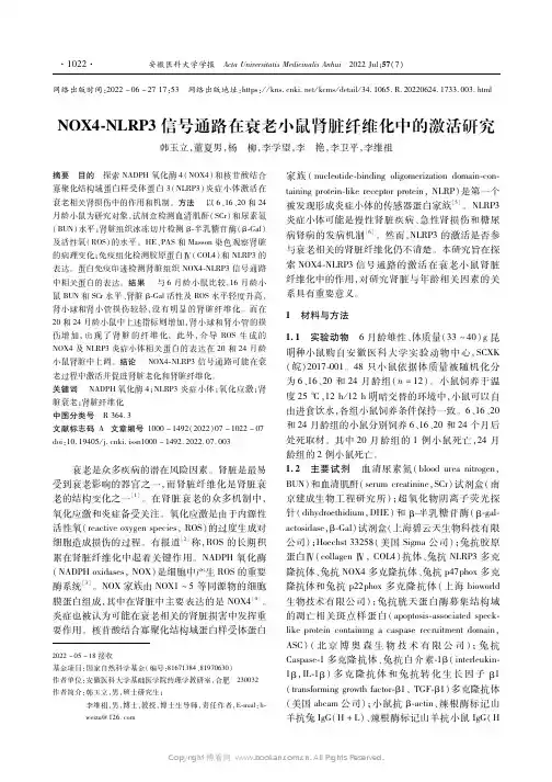NOX4-NLRP3信号通路在衰老小鼠肾脏纤维化中的激活研究