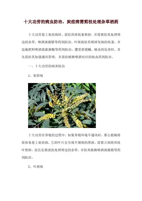 十大功劳的病虫防治,炭疽病需剪枝处理杂草洒药