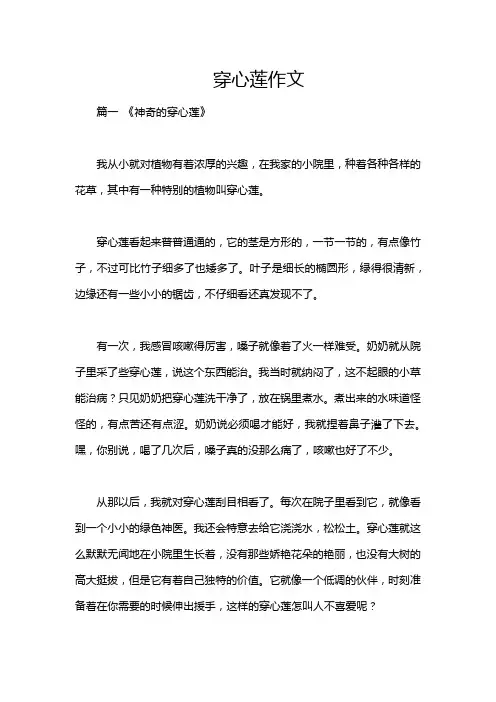 穿心莲作文