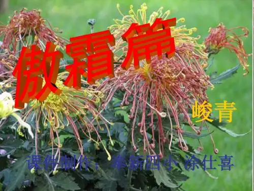 傲霜篇 课件