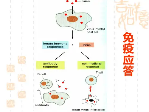 T细胞免疫应答