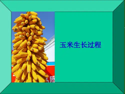 玉米生长过程 PPT