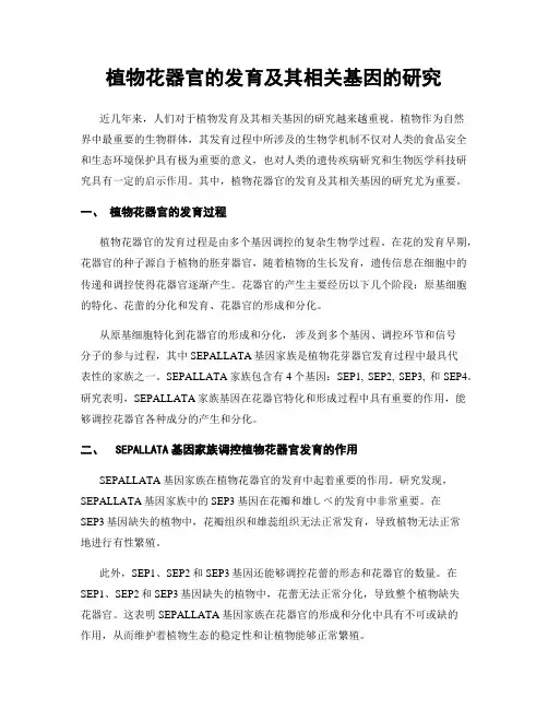 植物花器官的发育及其相关基因的研究