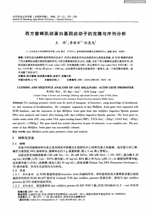 西方蜜蜂肌动蛋白基因启动子的克隆与序列分析