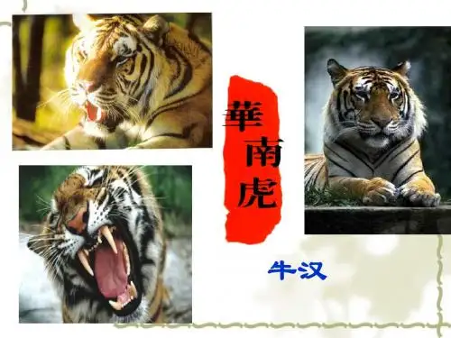 语文：6.28《华南虎》课件(人教版七年级下)