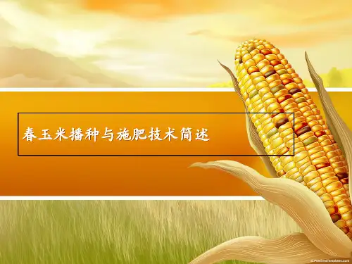 农业玉米 ppt课件