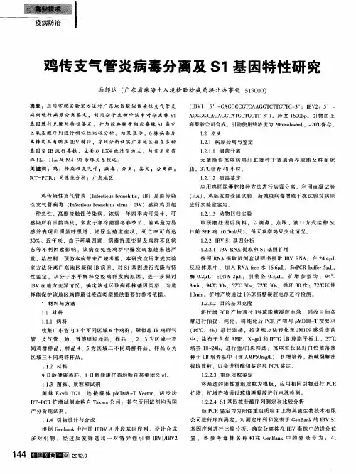 鸡传支气管炎病毒分离及S1基因特性研究