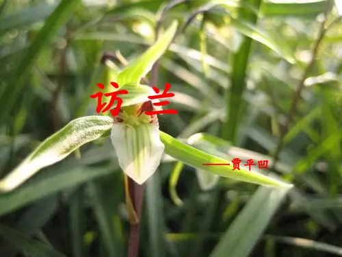 (公开课课件)六年级下册语文《访兰》(共15张PPT)